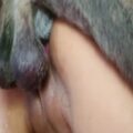 Cães e Mulheres