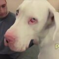 Homem fodendo com uma cachorra