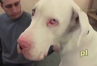 Homem fodendo com uma cachorra